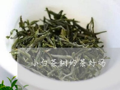 小白茶树的茶好吗/2023062063936