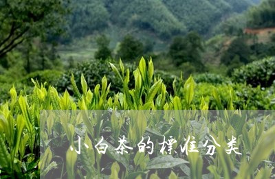 小白茶的标准分类/2023061949381