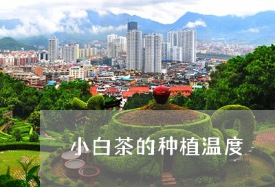 小白茶的种植温度/2023061919594