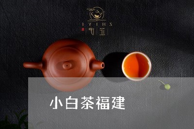 小白茶福建/2023082725059