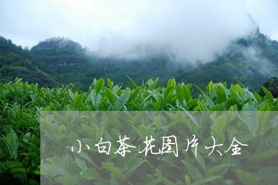 小白茶花图片大全/2023061988603