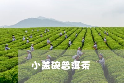 小盖碗普洱茶/2023042958213