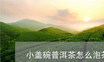 小盖碗普洱茶怎么泡茶/2023110510704