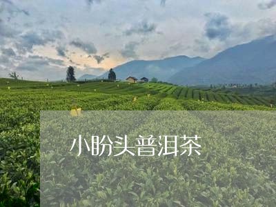 小盼头普洱茶/2023042627737