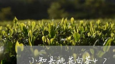 小知县桃花白茶47/2023121558150