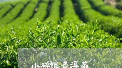 小碎银普洱茶/2023042616501