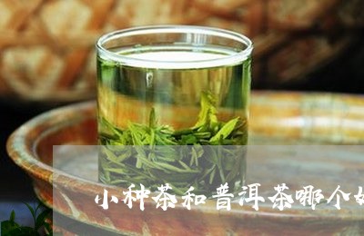 小种茶和普洱茶哪个好/2023100711804