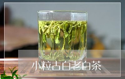 小粒古白老白茶/2023082606192