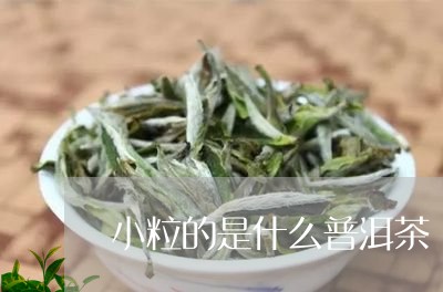 小粒的是什么普洱茶/2023120579584