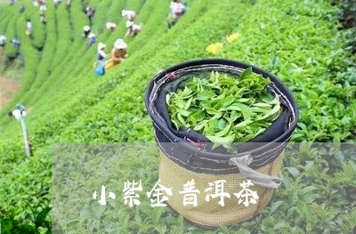 小紫金普洱茶/2023042836686