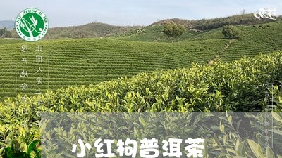 小红枸普洱茶/2023042925716