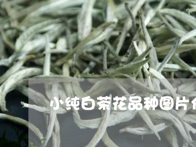 小纯白茶花品种图片介绍/2023102563936