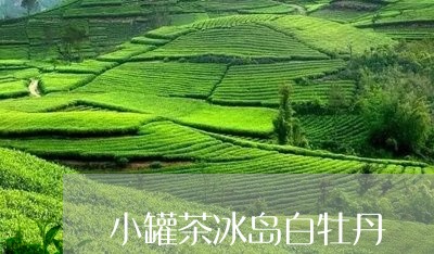 小罐茶冰岛白牡丹/2023090613026