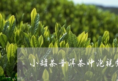 小罐茶普洱茶冲泡视频/2023100717159