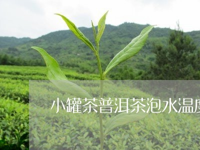 小罐茶普洱茶泡水温度/2023062322614