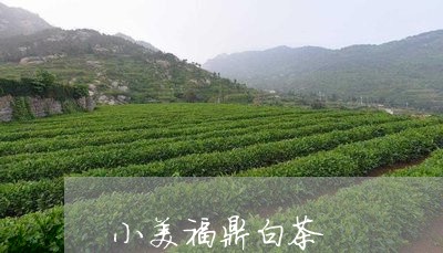 小美福鼎白茶/2023062818383