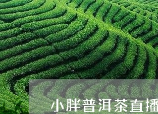 小胖普洱茶直播视频/2023101758562