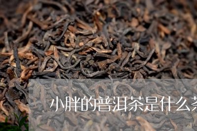 小胖的普洱茶是什么茶/2023121603937