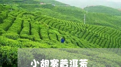 小胡寨普洱茶/2023042733080