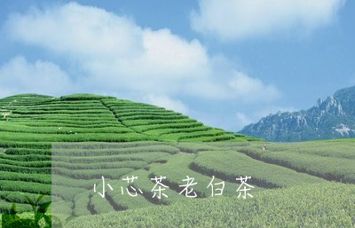 小芯茶老白茶/2023111774028