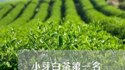 小芽白茶第一名/2023111710513