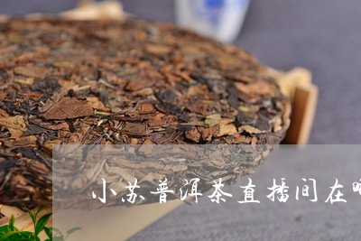 小苏普洱茶直播间在哪看/2023102504269