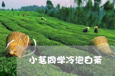 小茗同学冷泡白茶/2023062039371