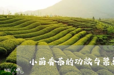 小茴香茶的功效与禁忌/2023071585238