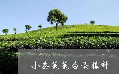 小茶菟菟白毫银针/2023090606348