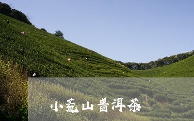 小荒山普洱茶/2023042678295