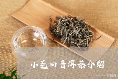 小荒田普洱茶介绍/2023081642704