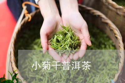 小菊干普洱茶/2023042838317