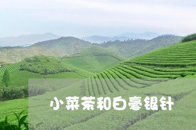 小菜茶和白毫银针/2023090731808