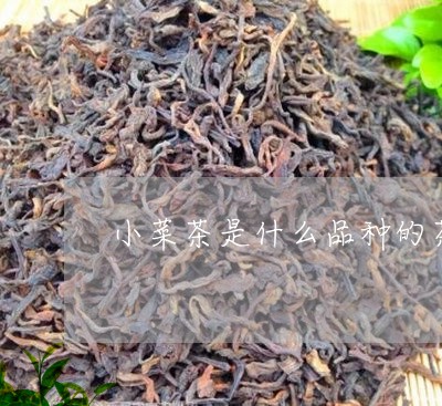 小菜茶是什么品种的茶/2023060993725