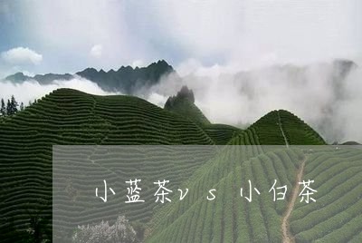 小蓝茶vs小白茶/2023062004370