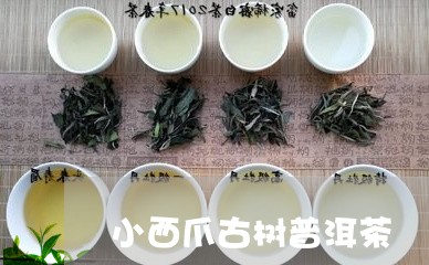 小西爪古树普洱茶/2023101625240