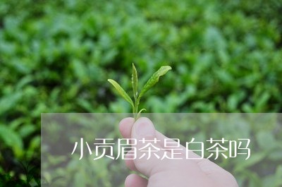 小贡眉茶是白茶吗/2023090922956