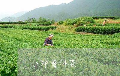 小郑普洱茶/2023081827151