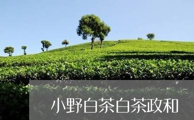 小野白茶白茶政和/2023090797039