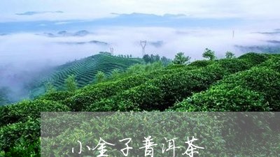 小金子普洱茶/2023042850124