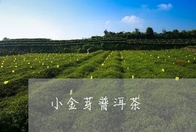 小金芽普洱茶/2023042813078