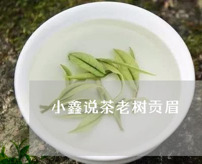 小鑫说茶老树贡眉/2023062070693