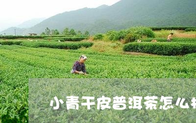 小青干皮普洱茶怎么样/2023092609594