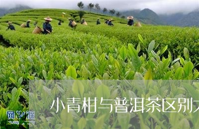 小青柑与普洱茶区别大益茶叶行情网/2023060396150