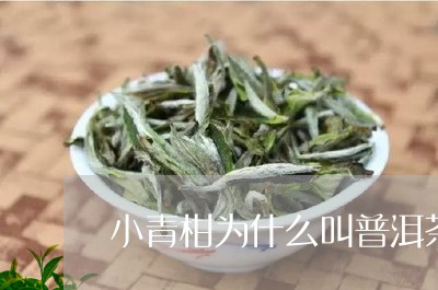 小青柑为什么叫普洱茶/2023092827369