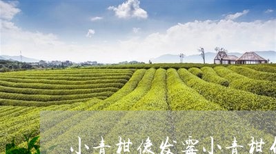 小青柑像发霉小青柑什么颜色比较好/2023060445147