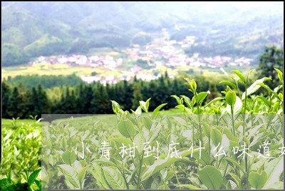 小青柑到底什么味道好/2023071682948