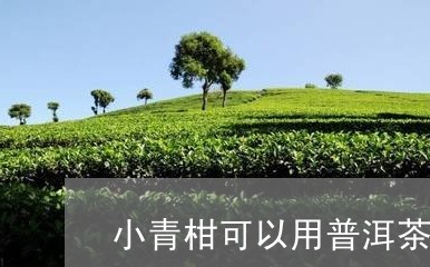 小青柑可以用普洱茶冲泡吗/2023051050703