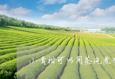 小青柑可以用蒸汽煮吗/2023071658572