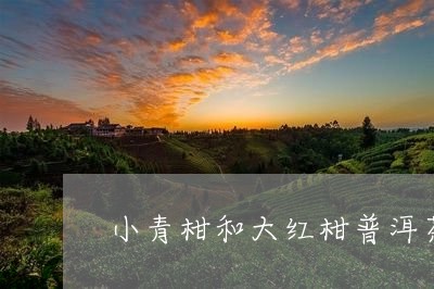 小青柑和大红柑普洱茶/2023061692915